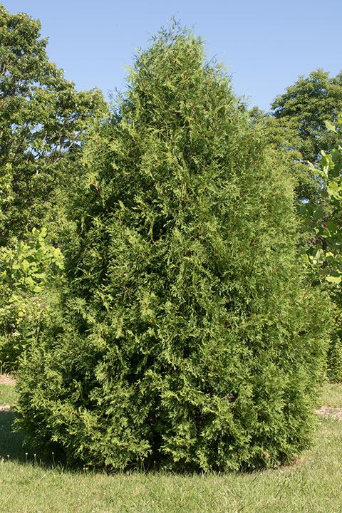 Thuja occidentalis - white cedar