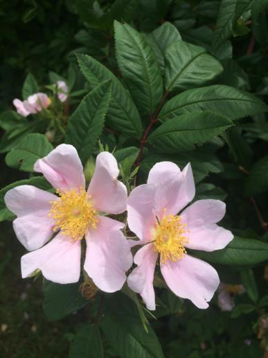 Rosa palustris - swamp rose
