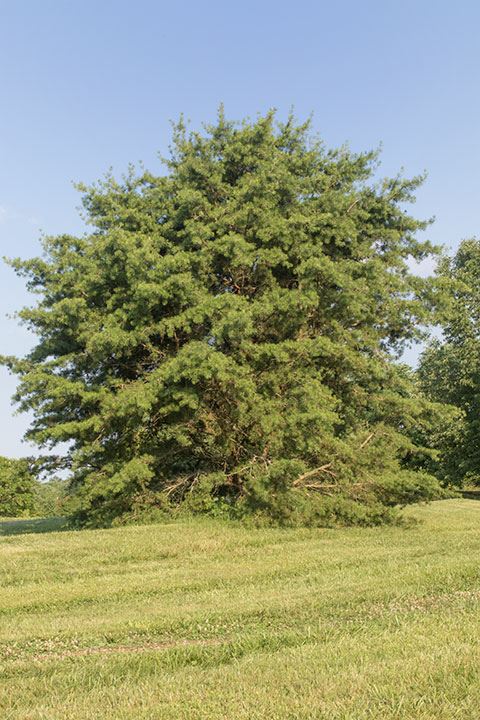 Pinus virginiana - Virginia pine