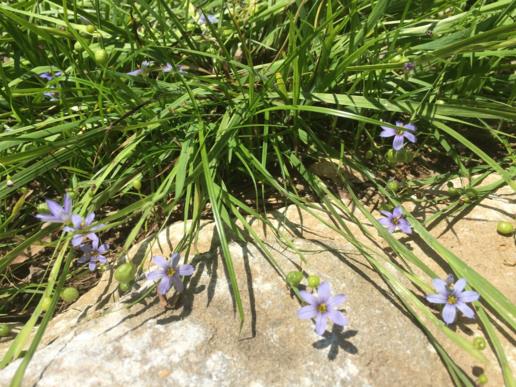 Sisyrinchium angustifolium - blue-eyed grass