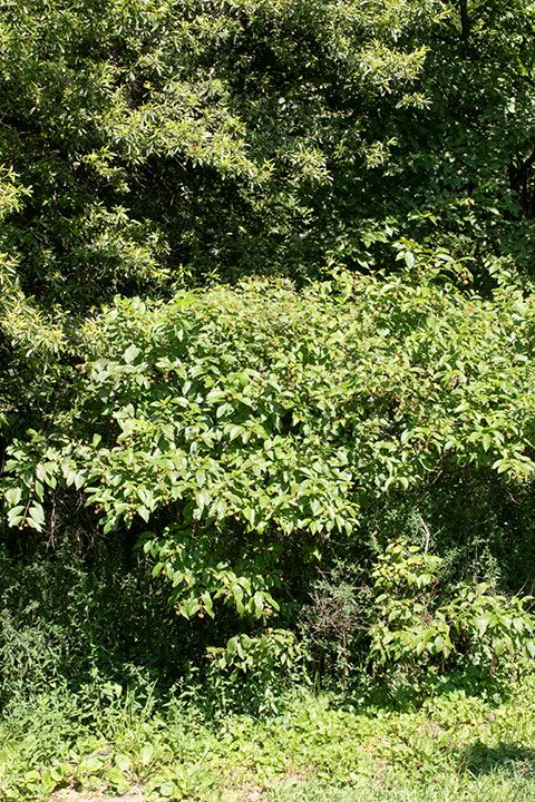 Cephalanthus occidentalis - Buttonbush