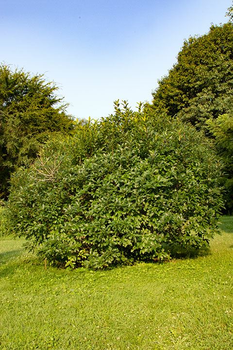 Chionanthus virginicus - Fringe-tree