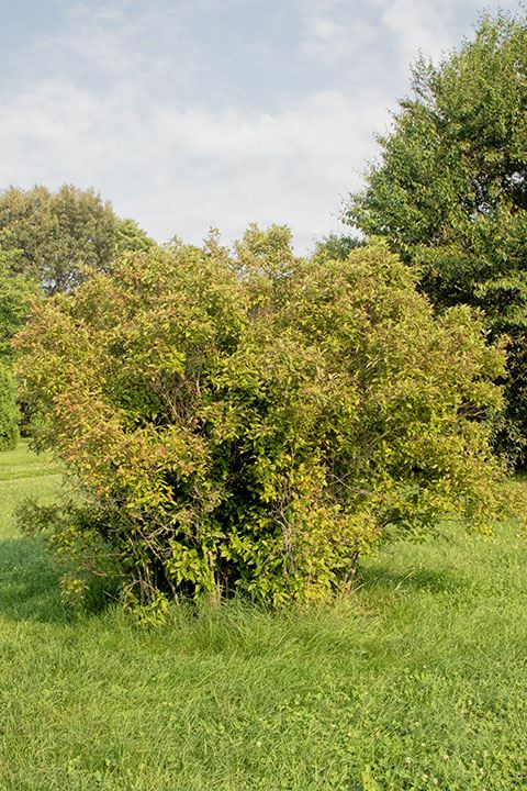 Cornus racemosa - gray dogwood