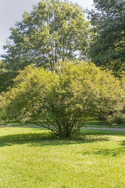 Cornus stricta - stiff dogwood