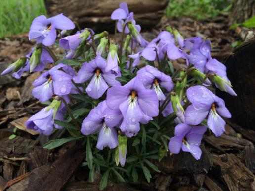 Viola pedata - bird-foot violet