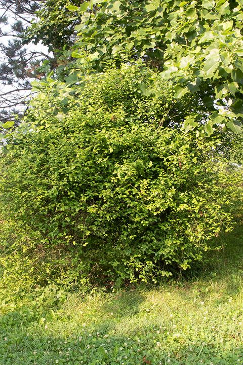 Euonymus americanus - Strawberry bush, Strawberrybush