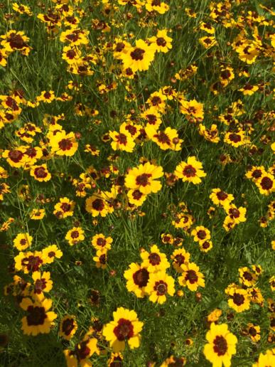 Coreopsis tinctoria - plains coreopsis