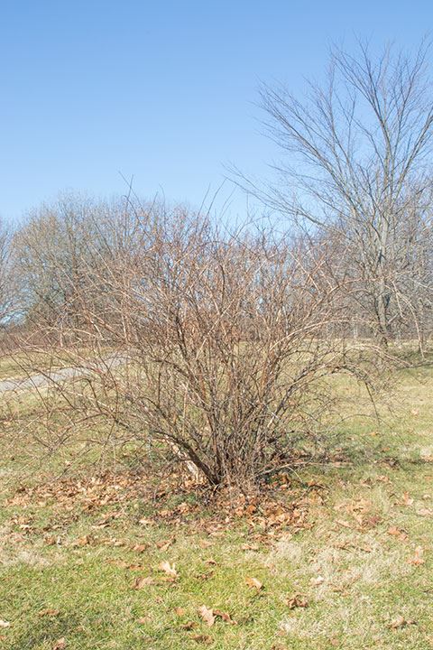 Physocarpus opulifolius - Ninebark