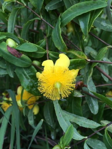 Hypericum frondosum - golden St. John's wort