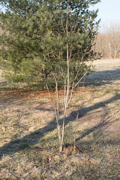 Staphylea trifolia - Bladdernut