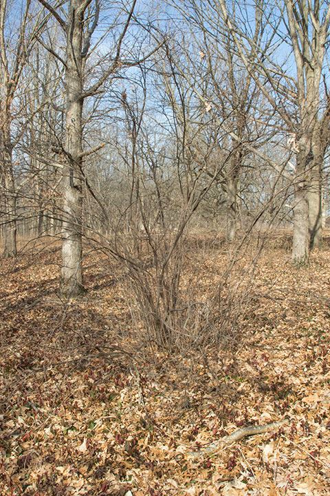 Viburnum rafinesquianum - downy arrowwood