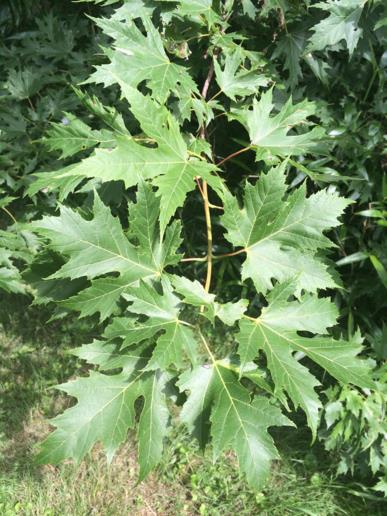 Acer saccharinum - Silver maple | State Botanical Garden of Kentucky