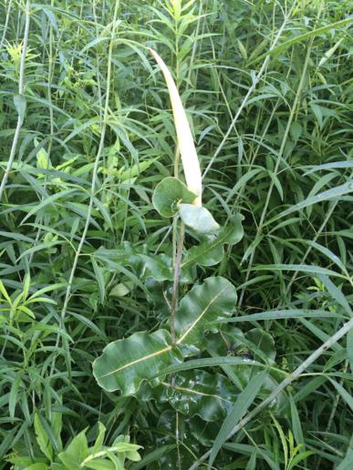 Asclepias amplexicaulis - clasping milkweed