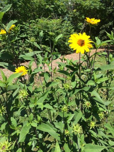 Helianthus decapetalus - ten-petal sunflower