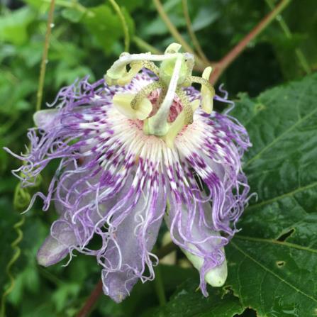 Passiflora incarnata - purple passion flower