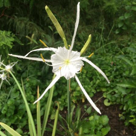 Hymenocallis occidentalis - spider lily