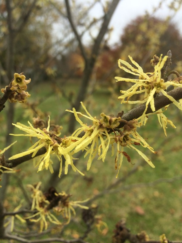 hamamelis-virginiana-witchhazel-state-botanical-garden-of-kentucky