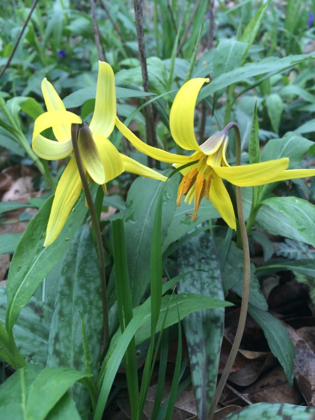 Erythronium americanum - yellow trout lily