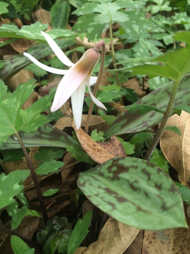 Erythronium Albidum White Trout Lily State Botanical Garden Of
