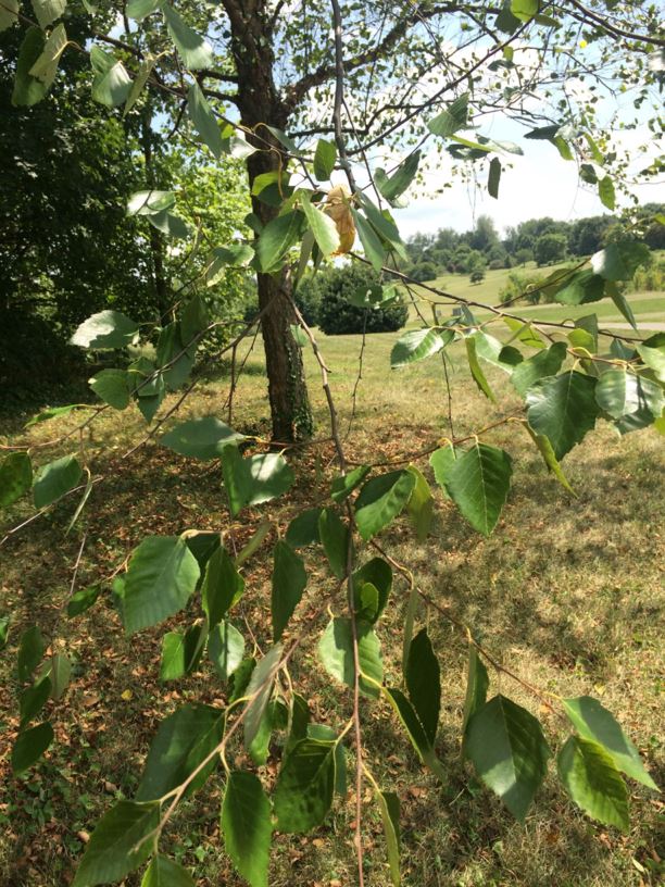 Betula nigra river birch State Botanical Garden of Kentucky