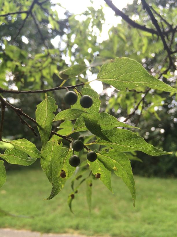 Celtis laevigata - sugarberry, Southern hackberry | State ...