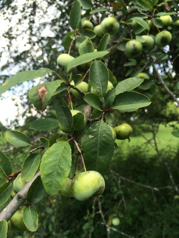 Malus angustifolia Southern crabapple State Botanical Garden of