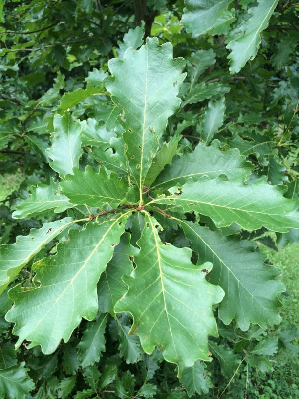 Quercus michauxii - Swamp chestnut oak | State Botanical Garden of Kentucky