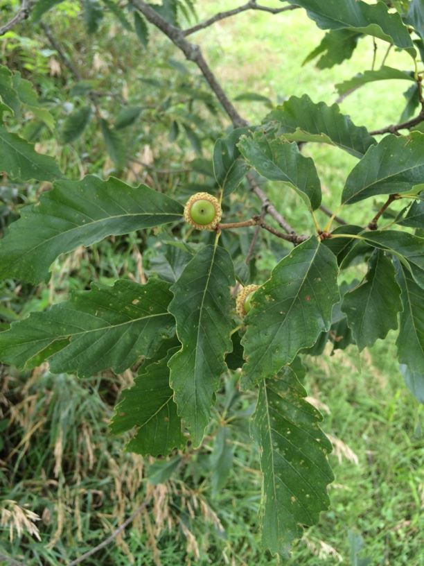 Quercus montana - chestnut oak | State Botanical Garden of Kentucky