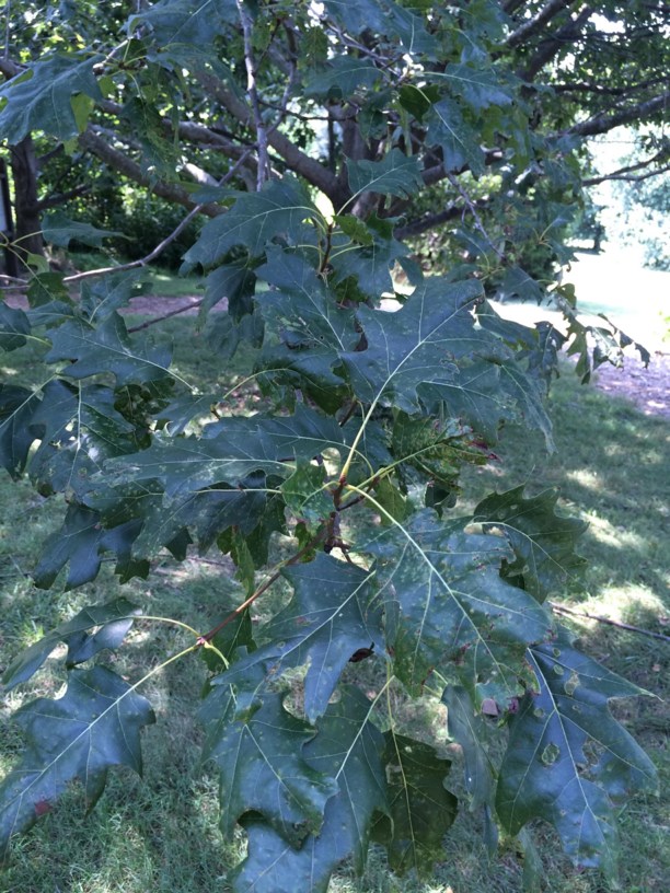 Quercus rubra - Northern red oak | State Botanical Garden of Kentucky