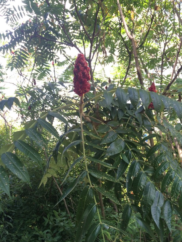 Rhus typhina Staghorn sumac State Botanical Garden of Kentucky