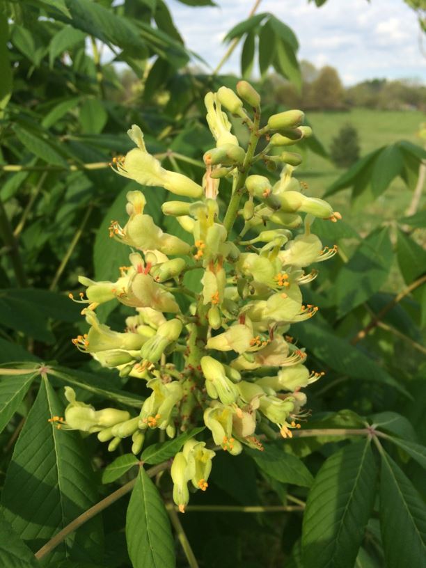 Aesculus Sylvatica Painted Buckeye State Botanical Garden Of Kentucky