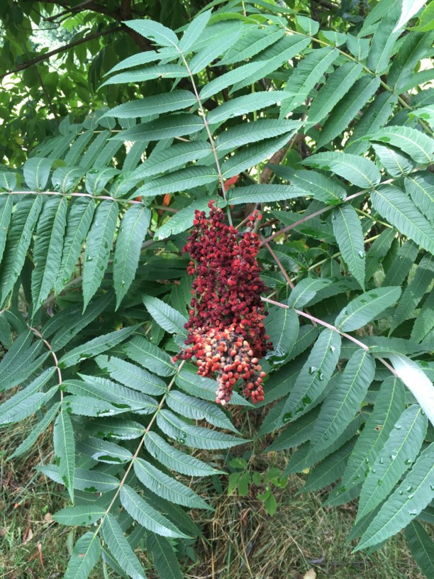 Rhus glabra Smooth sumac State Botanical Garden of Kentucky