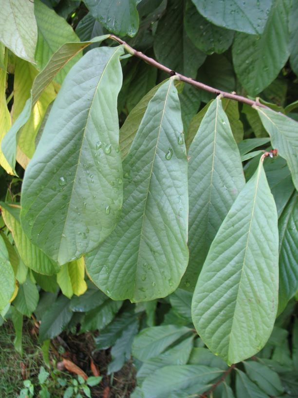 Asimina triloba - Pawpaw | State Botanical Garden of Kentucky