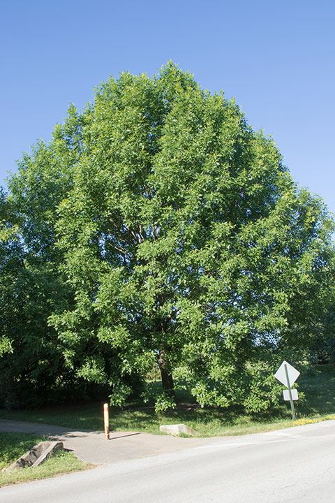 Fraxinus pennsylvanica - green ash