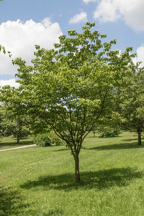 Benthamidia florida - flowering dogwood