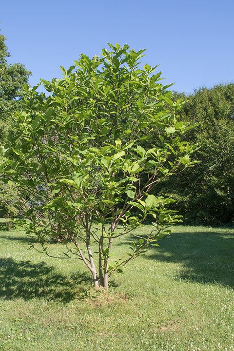 Magnolia tripetala - Umbrella magnolia