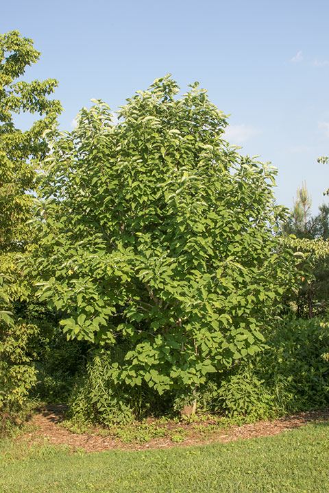 Magnolia acuminata - Cucumber magnolia
