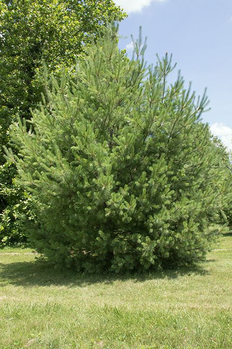 Pinus strobus - White pine