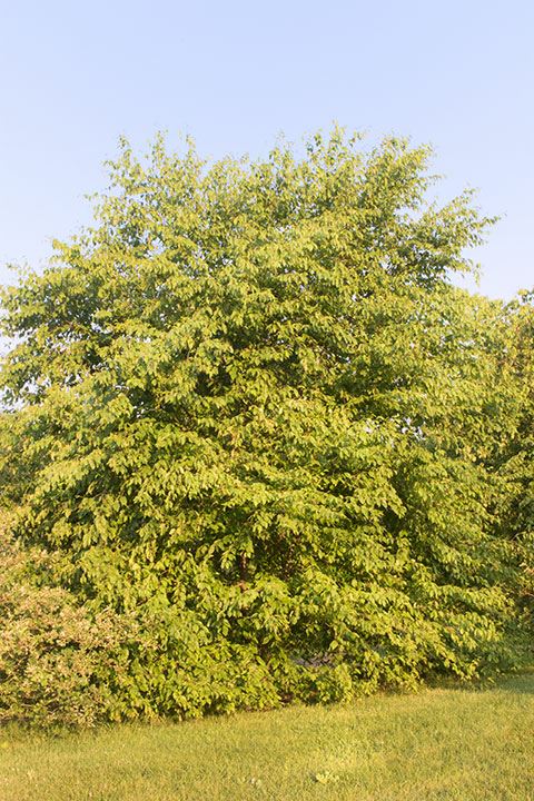 Betula lenta - sweet birch