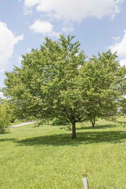 Carpinus caroliniana - American hornbeam, Ironwood