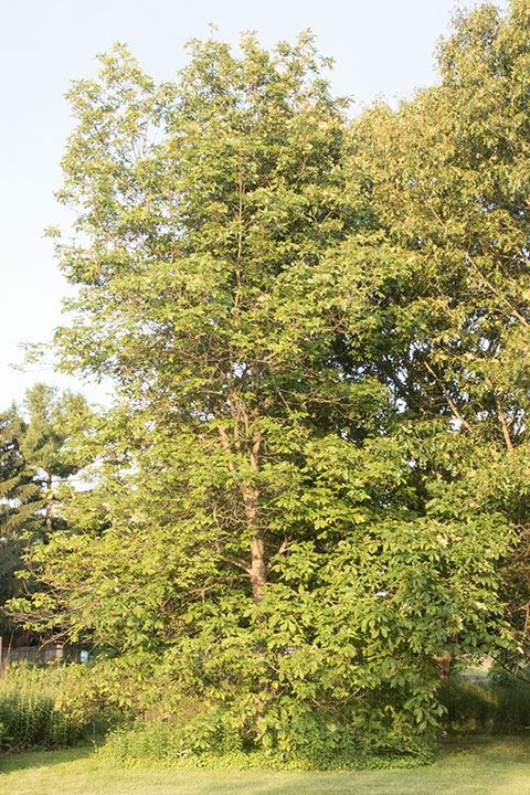 Carya ovata - shagbark hickory