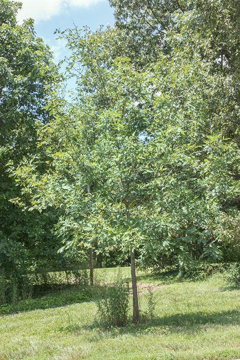 Carya glabra - pignut hickory