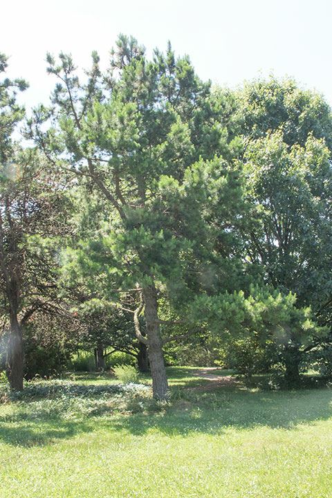 Pinus echinata - Short-leaf pine
