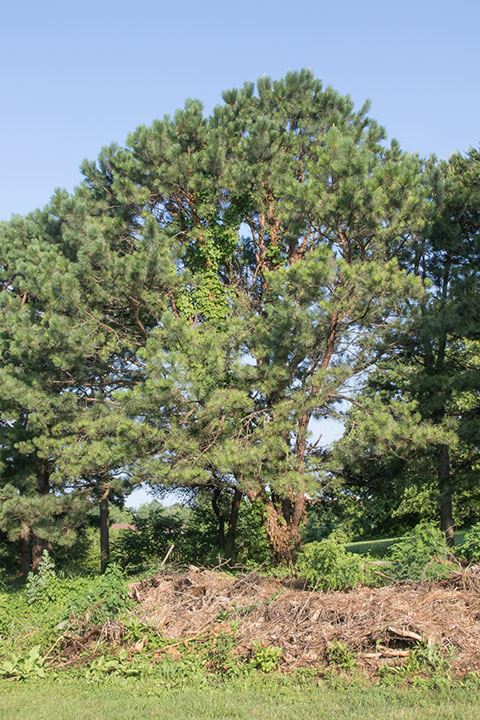 Pinus rigida - Pitch pine