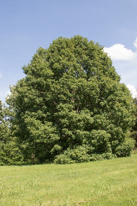 Quercus alba - white oak