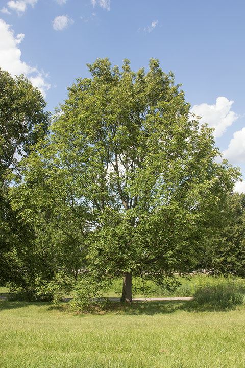 Quercus montana - chestnut oak