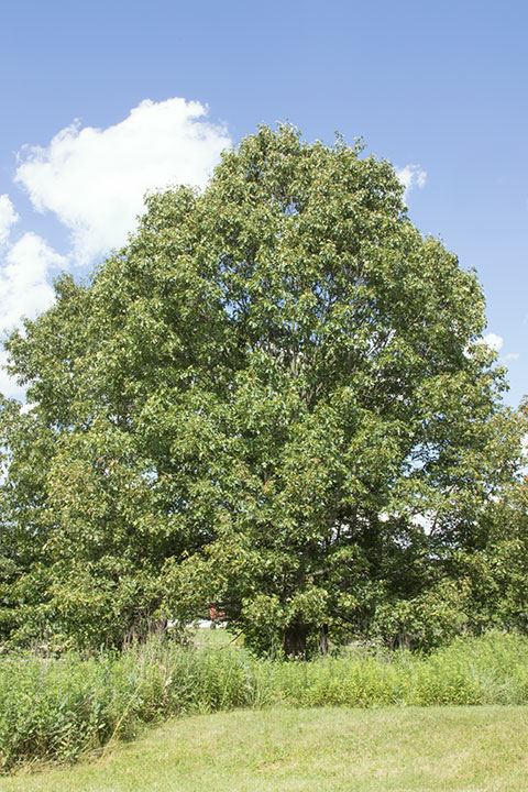 Quercus velutina - black oak