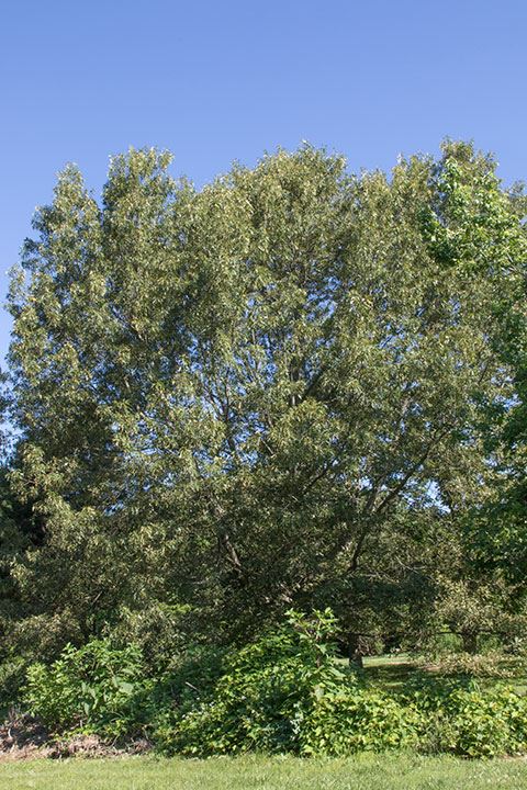Quercus falcata - Southern red oak