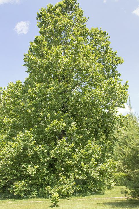 Platanus occidentalis - American sycamore