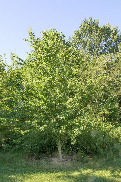 Betula alleghaniensis - yellow birch